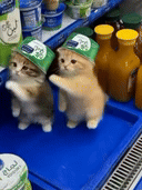 gatito